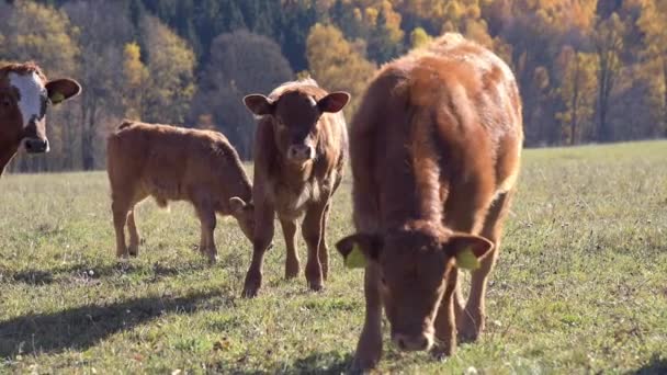 Kälber mit Kuh in herbstlicher Natur — Stockvideo