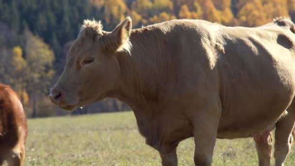 Cow with calves in meadow autumn woods — Stock Video