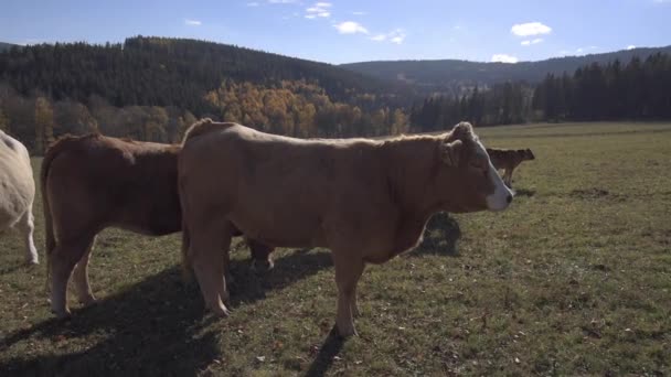 Cattle in mountains autumn meadow — Stock Video