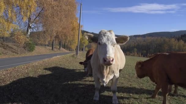 Krowy w słonecznej jesieni góry pola — Wideo stockowe