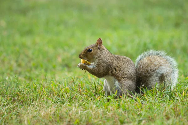 Eichhörnchen frisst eine Nuss — Stockfoto