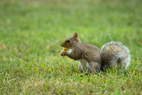 Scoiattolo mangiare una noce — Foto Stock