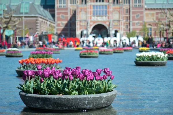 Schöne Tulpen vor dem Rijksmuseum — Stockfoto