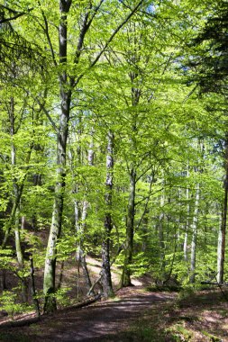 güzel bahar orman Danimarka