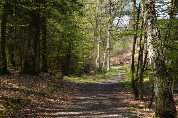 Szép tavaszi forest, Dánia — Stock Fotó