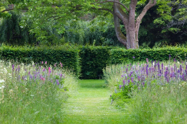 Lupinus lila virágok — Stock Fotó