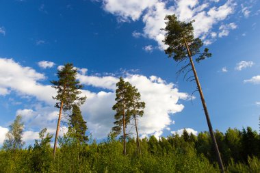 İsveç'te orman üzerinde gökyüzü