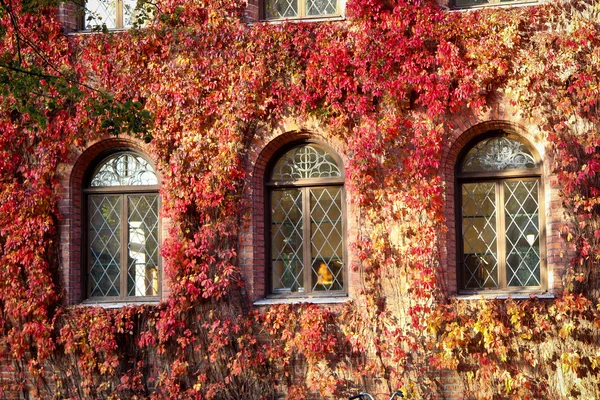 Fenster eines alten Gebäudes mit rotem Laub bedeckt — Stockfoto