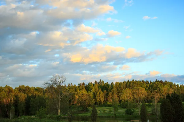 Večerní nebe nad lesa ve Švédsku — Stock fotografie