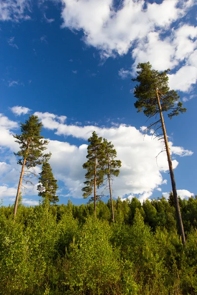 Niebo nad lasem w Szwecji — Zdjęcie stockowe