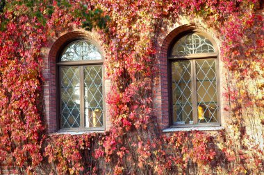 eski bir bina pencerelerinin kırmızı yaprakları ile kaplı