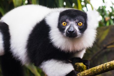 Bir lemurun portresi