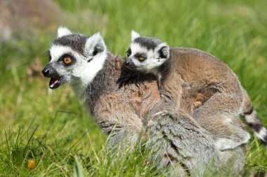 Bir lemurun portresi