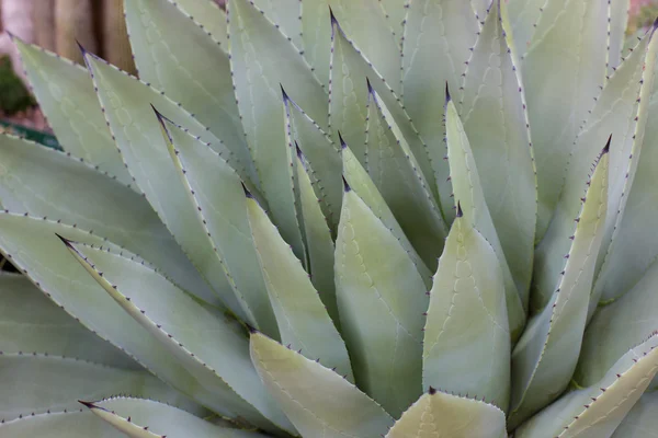 Planta suculenta de cacto — Fotografia de Stock