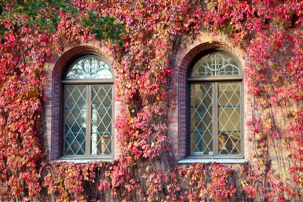 Windows of an old building covered with red leaves — Stock Photo, Image