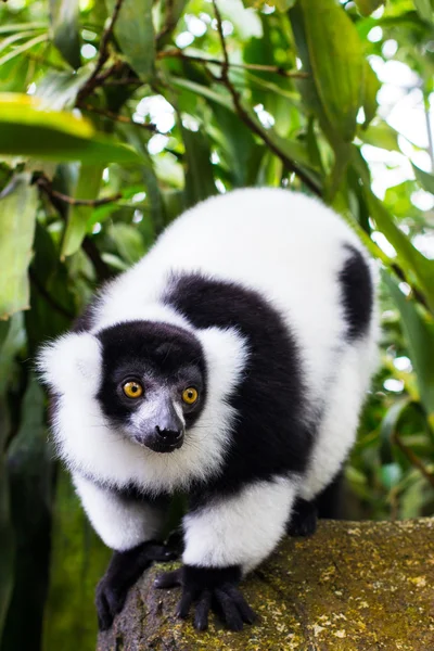 Porträt eines Lemurs — Stockfoto