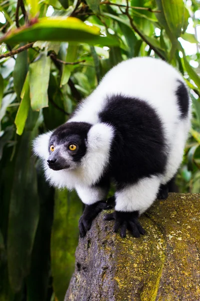 Portrett av en lemur – stockfoto