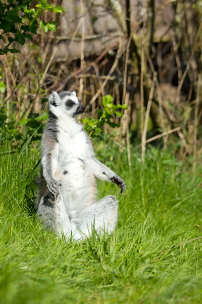 Bir lemurun portresi — Stok fotoğraf