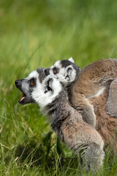 Potret lemur — Stok Foto