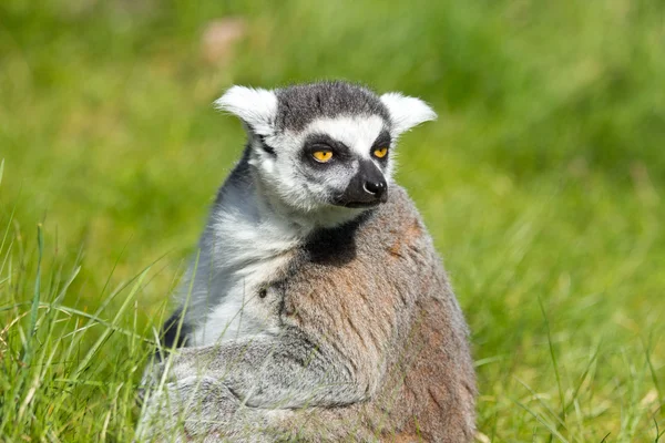 Porträtt av en lemur — Stockfoto