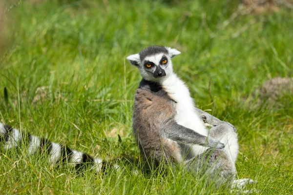 Portræt af en lemur - Stock-foto