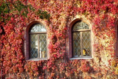 eski bir bina pencerelerinin kırmızı yaprakları ile kaplı