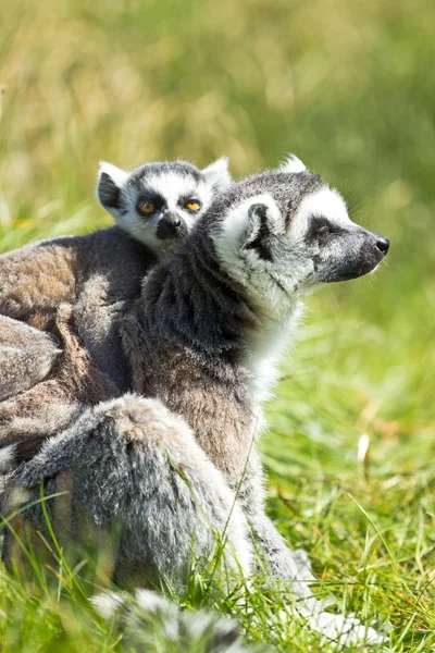 Potret lemur — Stok Foto