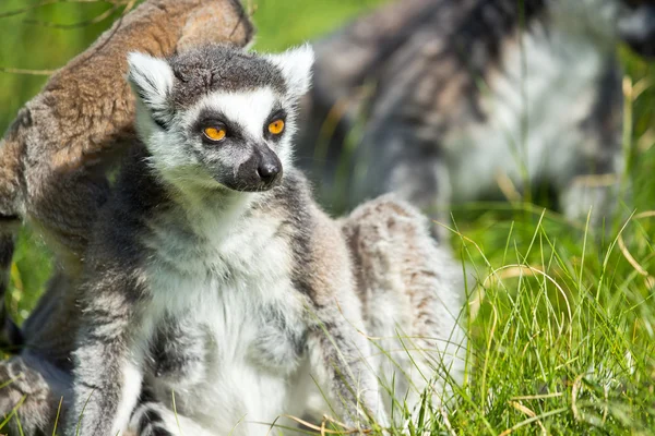 Porträtt av en lemur — Stockfoto