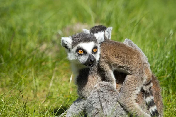 Bir lemurun portresi — Stok fotoğraf