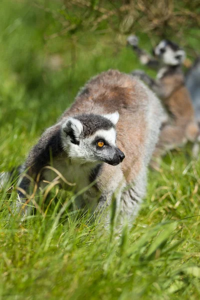 Bir lemurun portresi — Stok fotoğraf