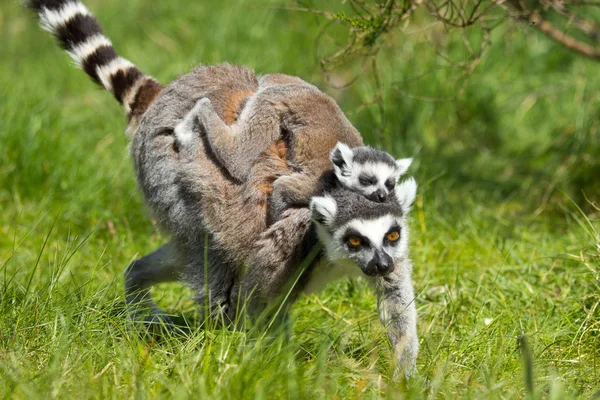 Porträtt av en lemur — Stockfoto