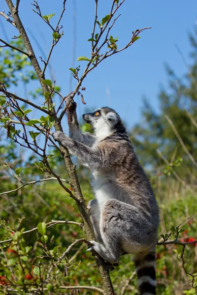 Porträtt av en lemur — Stockfoto