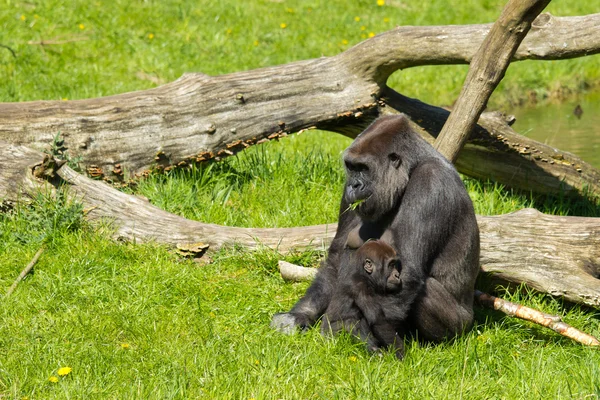 Ein westlicher Gorilla — Stockfoto