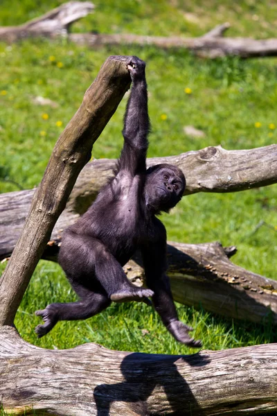 Ein westlicher Gorilla — Stockfoto