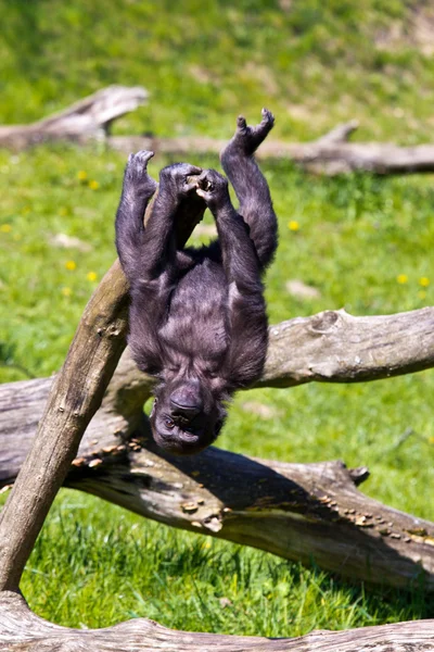 Ein westlicher Gorilla — Stockfoto