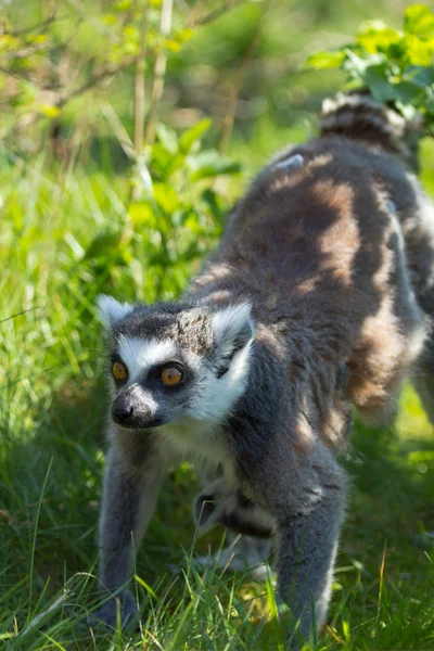 Bir lemurun portresi — Stok fotoğraf