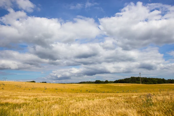 Bellissimo campo e prato — Foto Stock