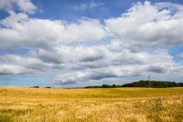 Bellissimo campo e prato — Foto Stock