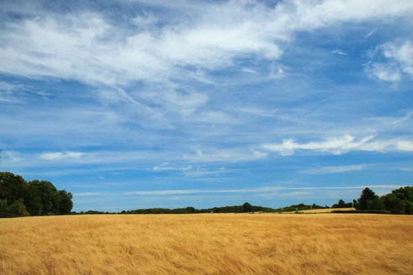 Bellissimo campo e prato — Foto Stock