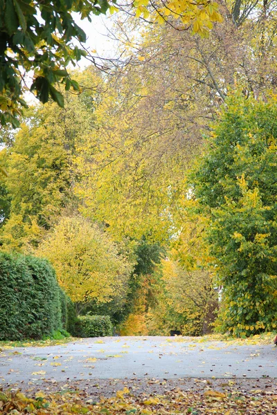 Golden autumn nature — Stock Photo, Image