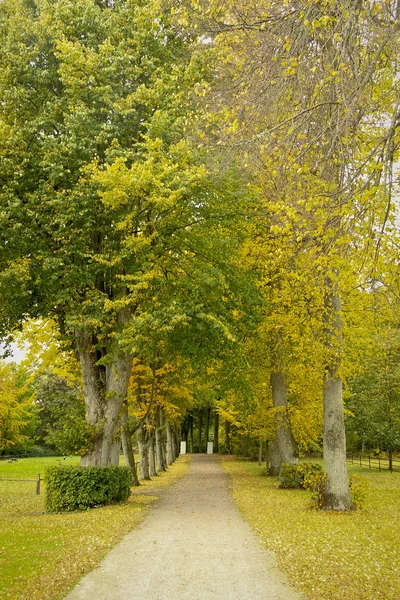 Golden autumn nature — Stock Photo, Image