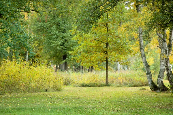 Natura dorata autunno — Foto Stock