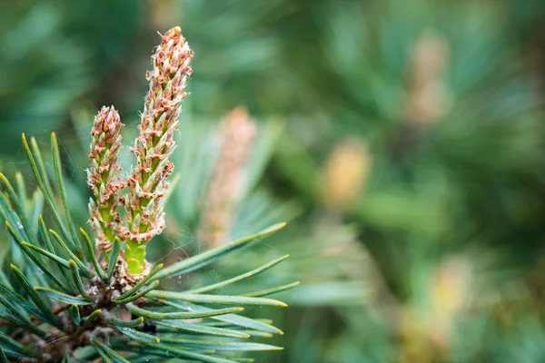 De vertakking van de beslissingsstructuur van groenblijvende pine met jonge scheuten — Stockfoto