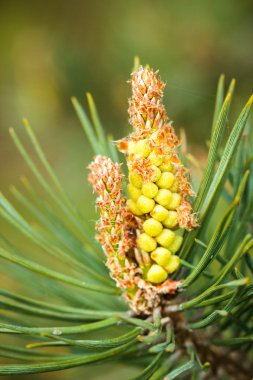 Herdem yeşil çam ağacı dalı ile genç sürgünler