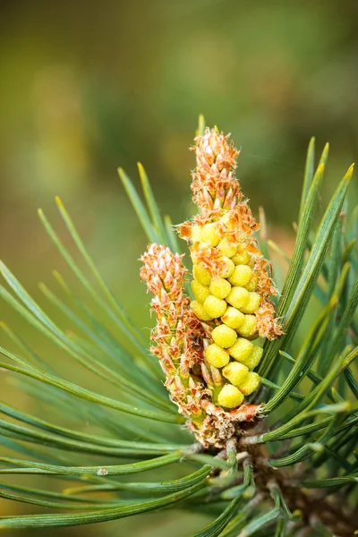 Evergreen pine tree branch with young shoots — Stock Photo, Image