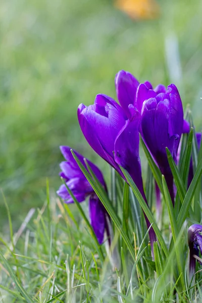 Crocuses, one of the first spring flowers — Stock Photo, Image