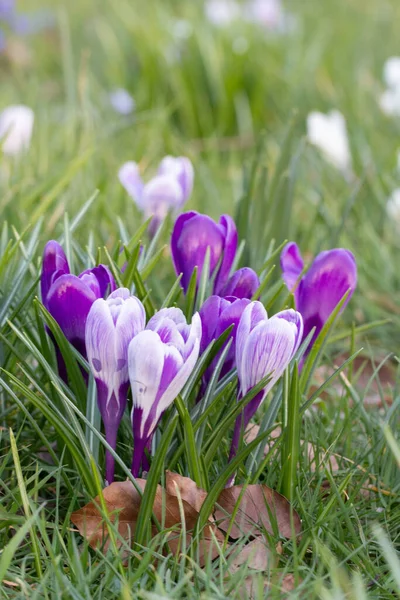 Crocuses, one of the first spring flowers — Stock Photo, Image