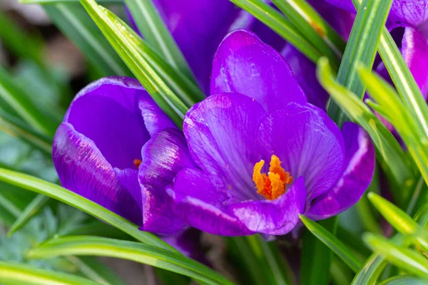 Krokusy, jeden z pierwszych wiosennych kwiatów — Zdjęcie stockowe