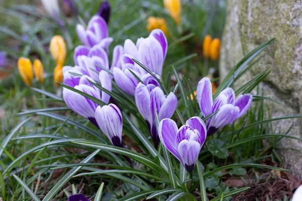 Krokusse, eine der ersten Frühlingsblumen — Stockfoto