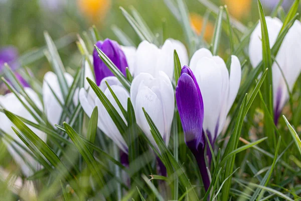 Crocuses, one of the first spring flowers — Stock Photo, Image